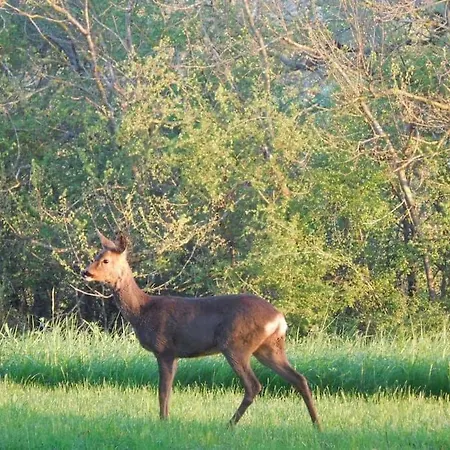 Grand Mas, 32 Hectares, Nature Et Retrouvailles Mirepoix (Gers)