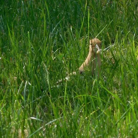 Grand Mas, 32 Hectares, Nature Et Retrouvailles *