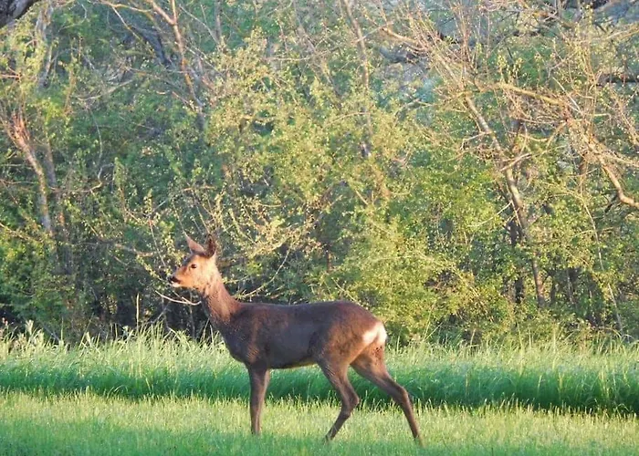Grand Mas, 32 Hectares, Nature Et Retrouvailles Mirepoix (Gers)